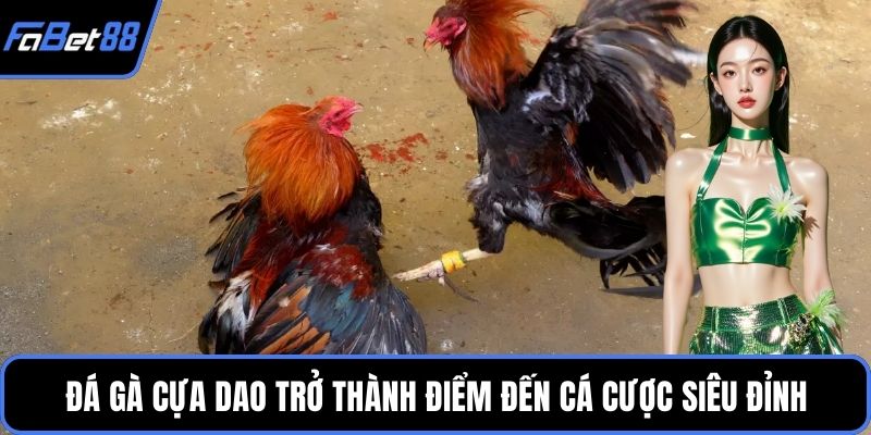 Đá gà cựa dao trở thành điểm đến cá cược siêu đỉnh