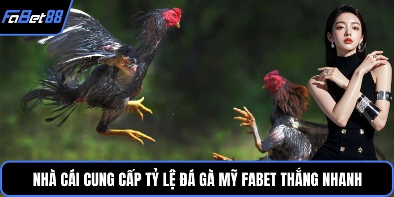Nhà cái cung cấp tỷ lệ đá gà Mỹ FABET thắng nhanh