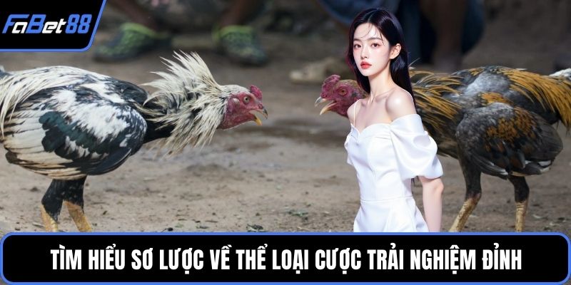 Tìm hiểu sơ lược về thể loại cược trải nghiệm đỉnh