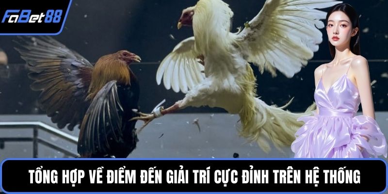 Chơi đá gà FABET cần quản lý vốn tối ưu